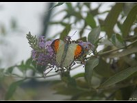 2012-06-07 003-border  Butterfly sanctuary Buckleigh